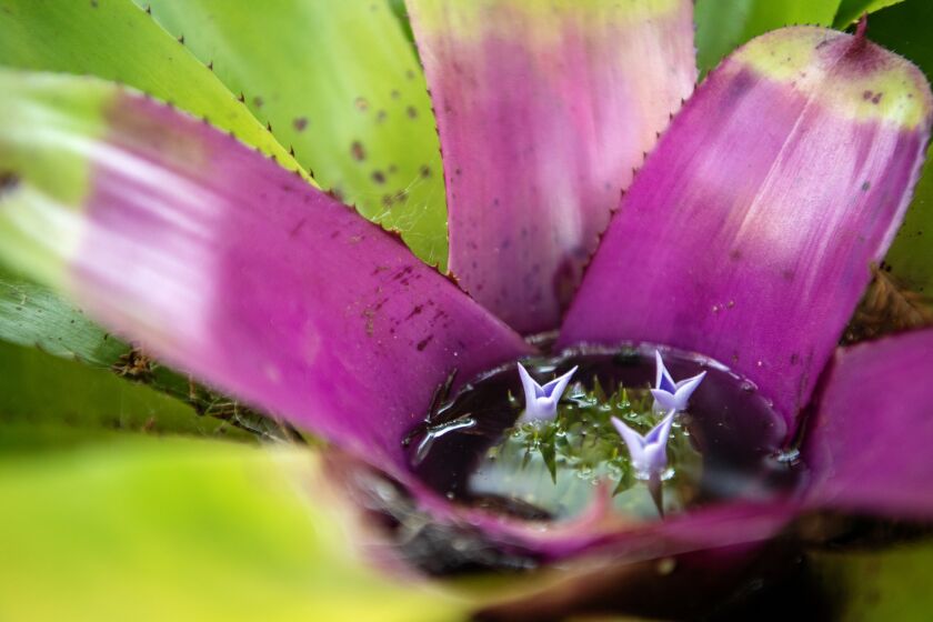 SANTA BARBARA, CA-July 10, 2019: Neoregelia Concentrica ?Plutonis? inside the grounds of Lotusland on Wednesday, July 10, 2019. The 37 acre oasis is just outside Los Angeles and is home to a myriad of exotic plants and contains numerous gardens. (Mariah Tauger / Los Angeles Times)