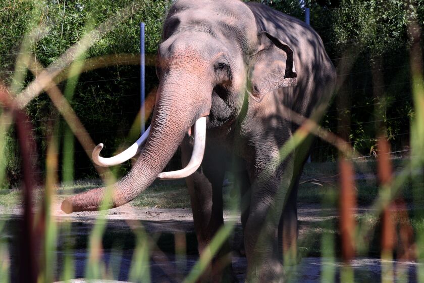 Billy the elephant came out during kick off of national campaign to end illegal wildlife trafficking, at the Los Angeles Zoo in L.A., on Thursday, Sept. 19, 2019. From the press release: The L.A. Zoo will participate in a national campaign to surrender ivory with the first "Toss the Tusk" event of the series taking place on Sunday, Sept. 22, 2019. The goal of the event is to encourage the L.A. community to join in the fight to save elephants from wildlife trafficking by safely disposing of their ivory items, ensuring these will never hold value in the black market.