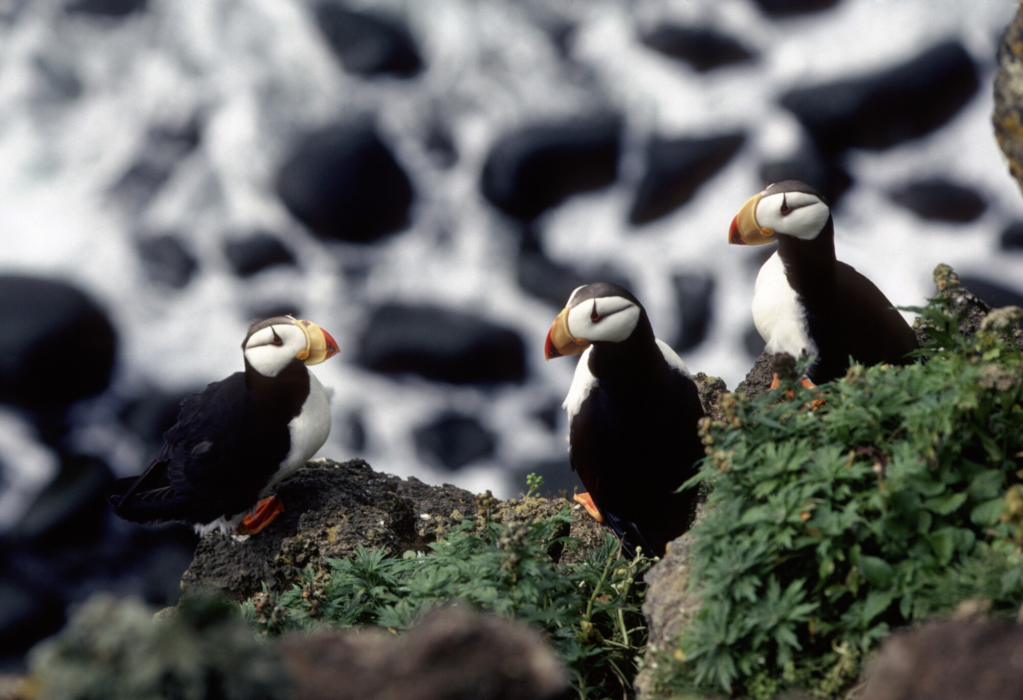 Three horned puffins siting on a cliff in Alaska.