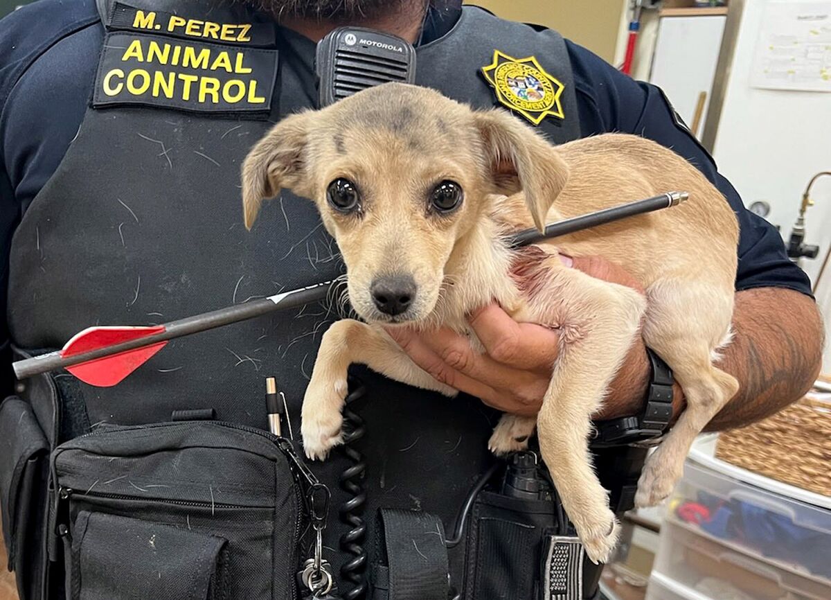A uniformed animal control officer holds a puppy with an arrow through its neck.