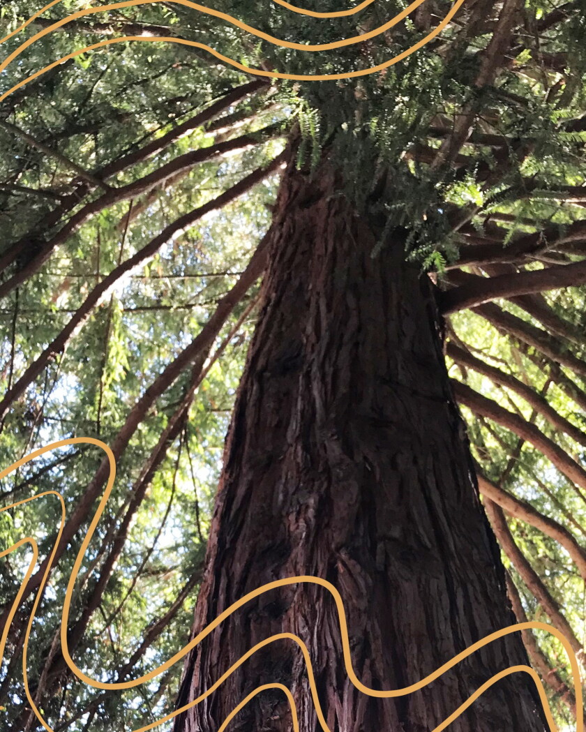 A redwood "moon tree."