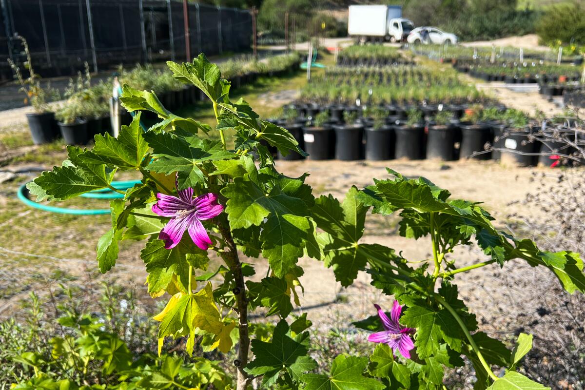 Island mallow hybrid blooming in the foreground with rows of potted plants in the background