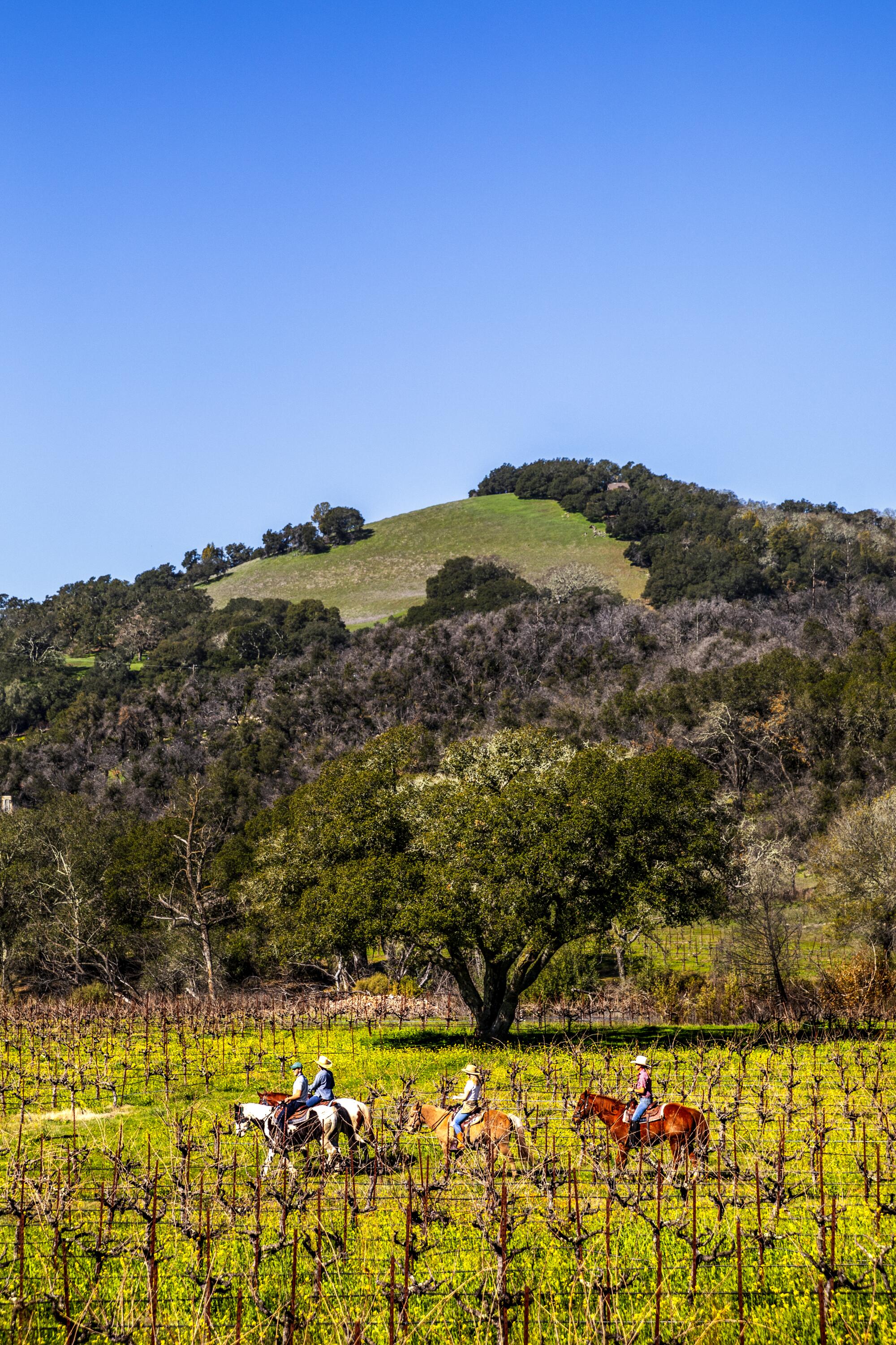 People ride horses through a vineyard.