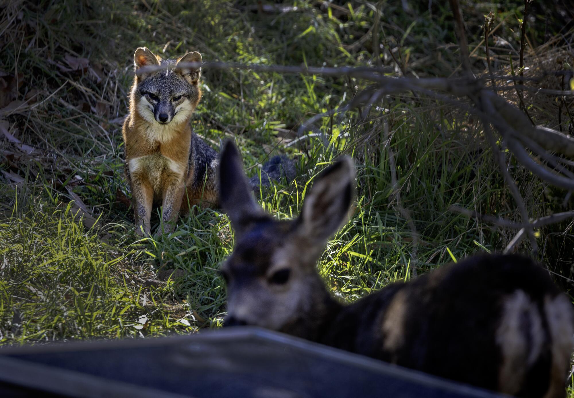 A fox eyes a young deer in a wooded area.
