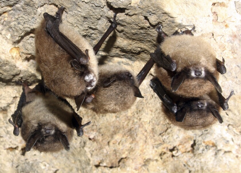 FILE - This undated photo from the U.S. Fish and Wildlife Service shows little brown bats with the fuzzy white patches of fungus typical of white nose syndrome, which affects at least 12 species nationwide. Louisiana is now among 41 states where the fungus has been found on bats, though the disease has not shown up in the state. (U.S. Fish and Wildlife Service via AP)