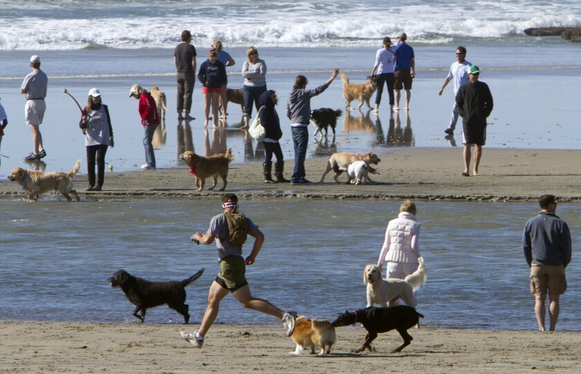 Dogs May Get Sand Access In Solana Beach The San Diego