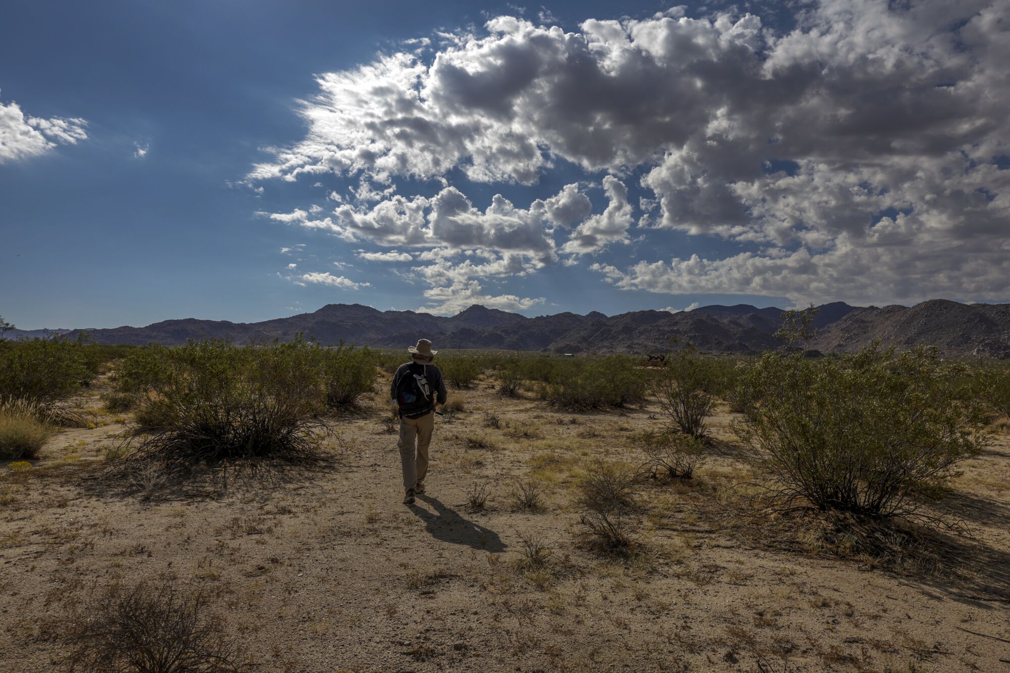 A person in a sun hat walks a desert landscape of creosote bush