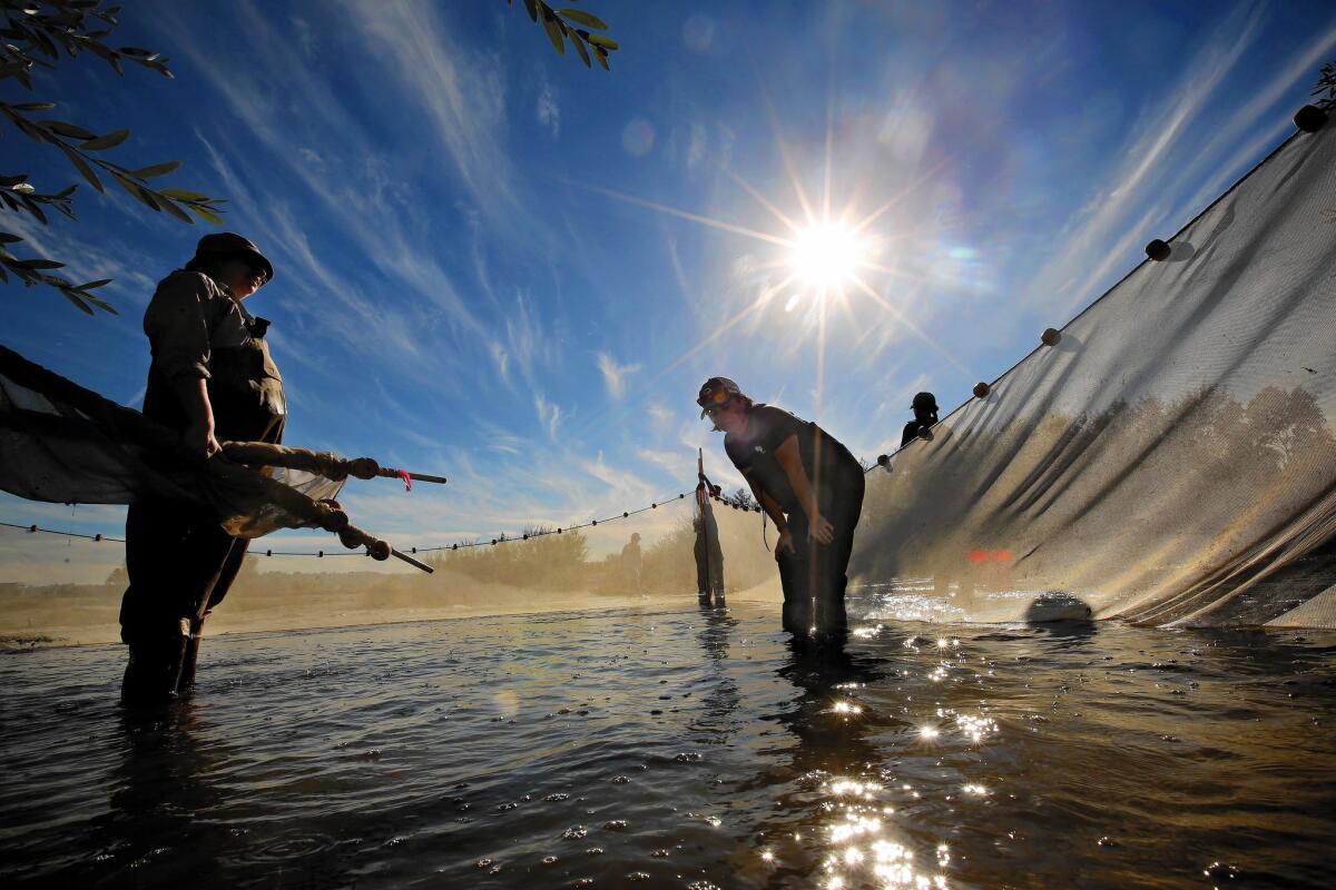 Biologists and volunteers collect fish from the Los Angeles River using seine nets. Researchers are creating an inventory of species in the river to help measure the effects of El Ni?o.