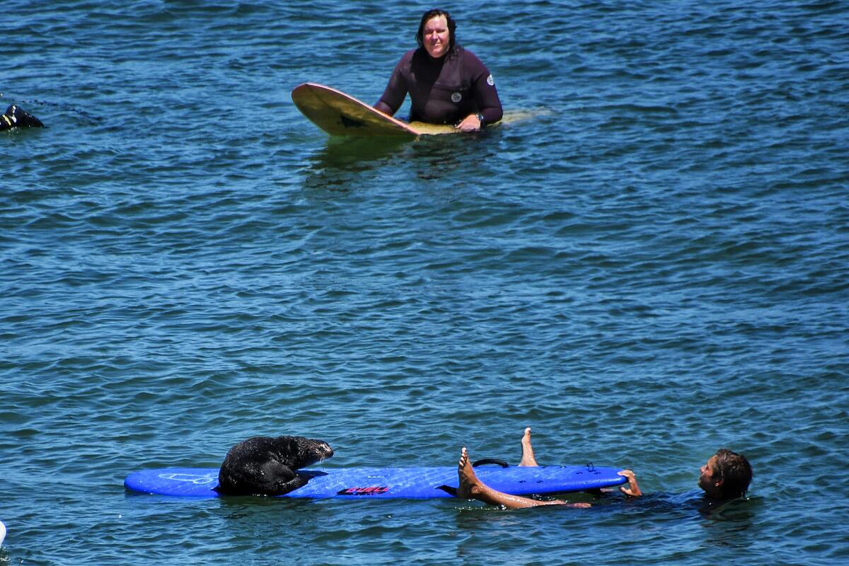 A sea otter is on a surfboard while a person hangs on to one end in the ocean.