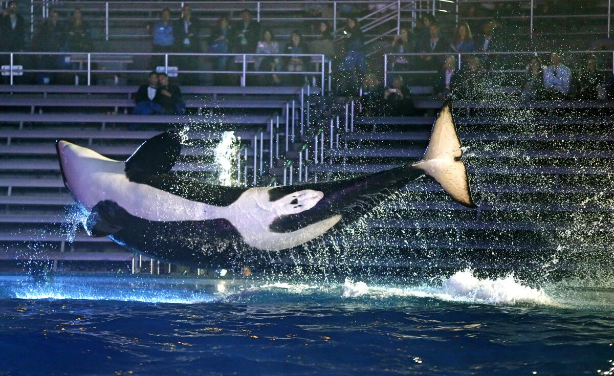 A trained orca killer whale leaps into the air at SeaWorld in San Diego.