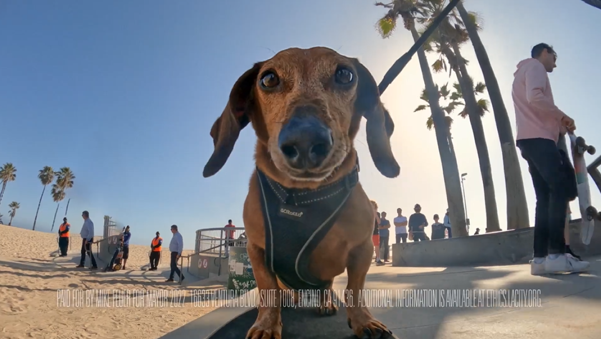 A dog on a skateboard on Venice Beach