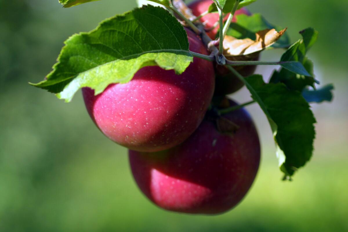 Apples are ripe and ready for picking in August and September. Go get 'em.