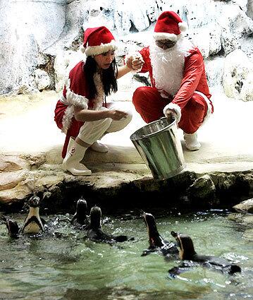 Dressed in Santa Claus outfits, two zoo workers feed penguins inside a cage at Dusit Zoo in Bangkok. The zoo introduced seven Peruvian penguins as its new members for visitors as a new year present.