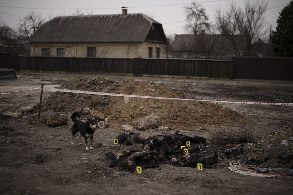 A dog stands near bodies, each tagged with a number from 1 to 6, lying near a mound of dirt and homes in the background