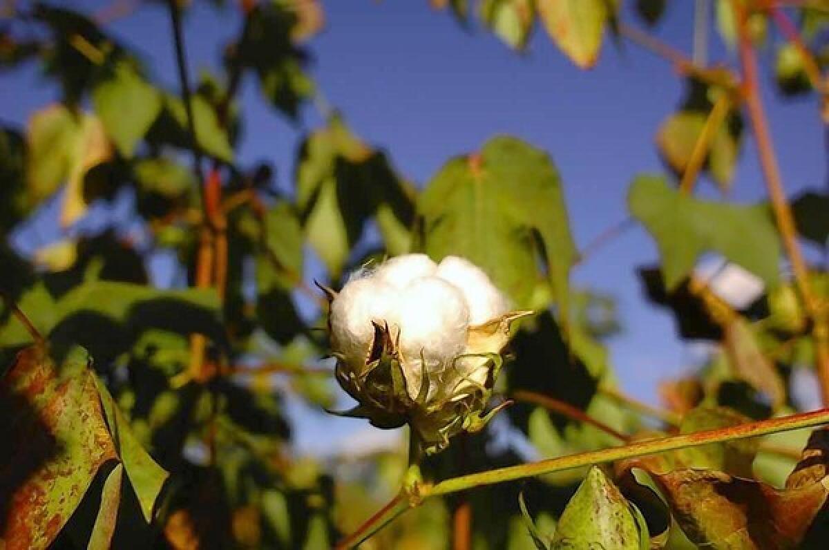 With 62 billion pounds of cotton cultivated annually, a move is afoot to lessen its effects on the Earth.