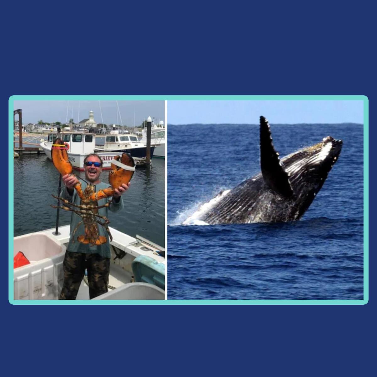 Photos of Michael Packard, left, and a humpback well mid-dive.