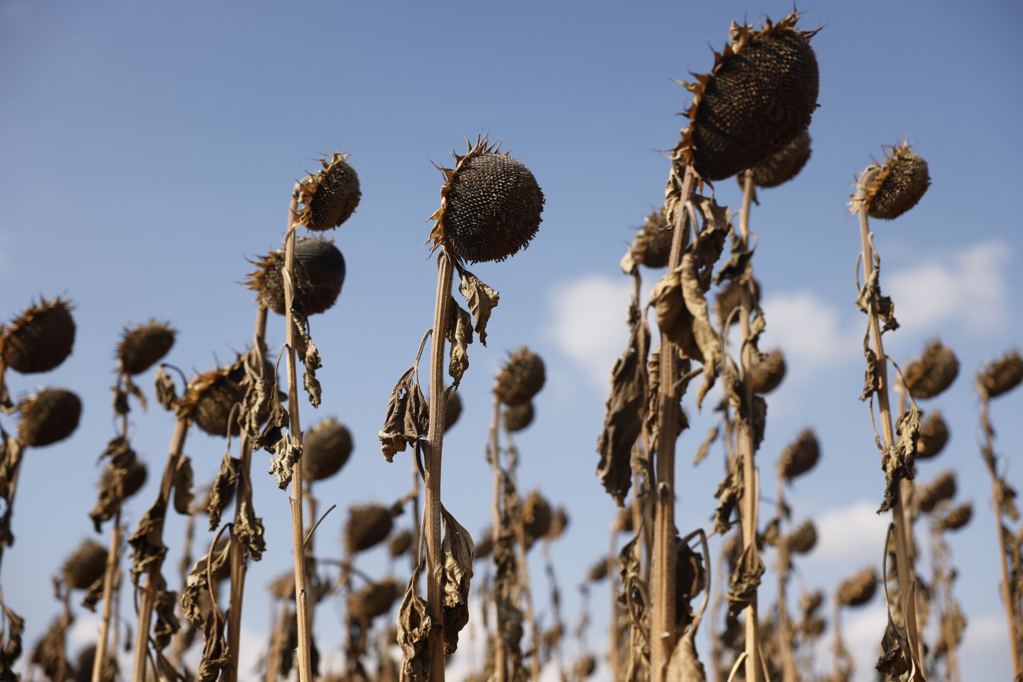 A field of dead sunflowers