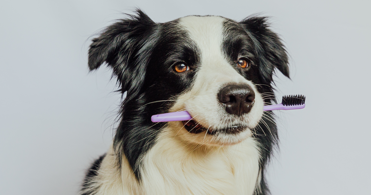 Pet Dental Health’s Link to Kidney and Heart Disease Pet Dental Health’s Link to Kidney and Heart Disease