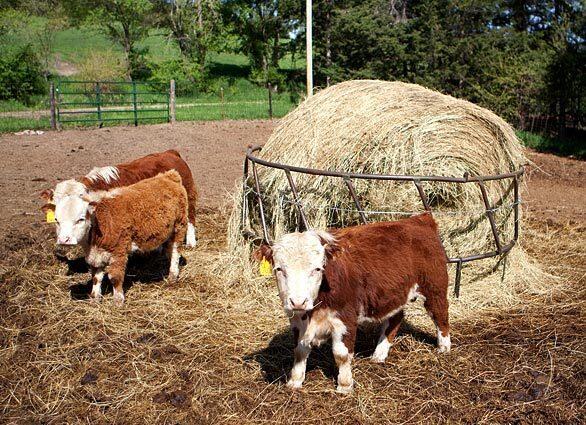 Miniature Herefords