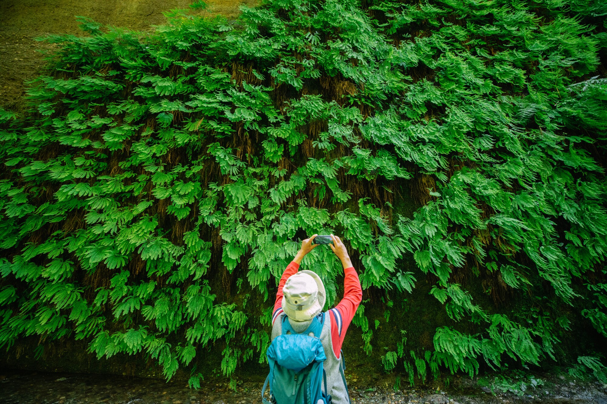 A hiker holds up a phone to take a photo of a fern-covered canyon wall.