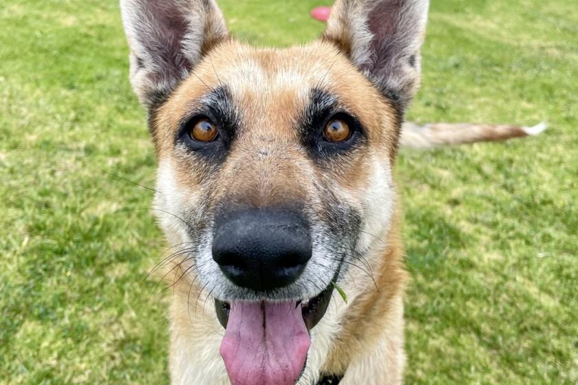 Nala, a German Shepherd mix, is awaiting adoption at the San Diego Humane Society, El Cajon campus.
