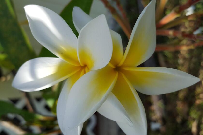 Another species of frangipani with more yellow on the flowers
