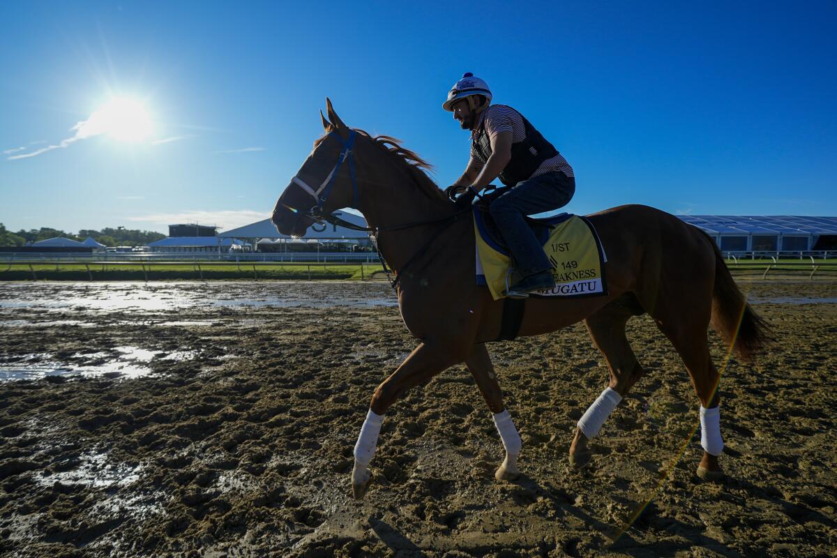 Preakness Stakes entrant Mugatu works out ahead of the 149th running of the Preakness Stakes.