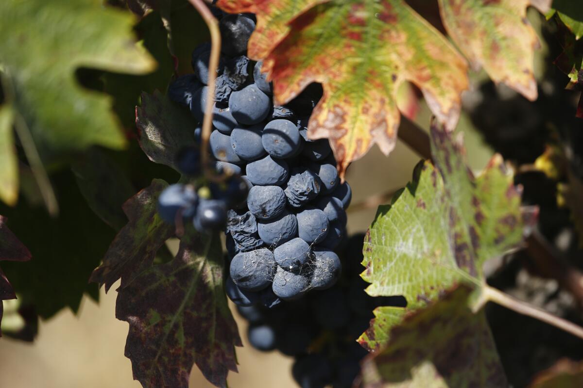 Wine grapes on the  vine in the Russian River Valley of Sonoma County.