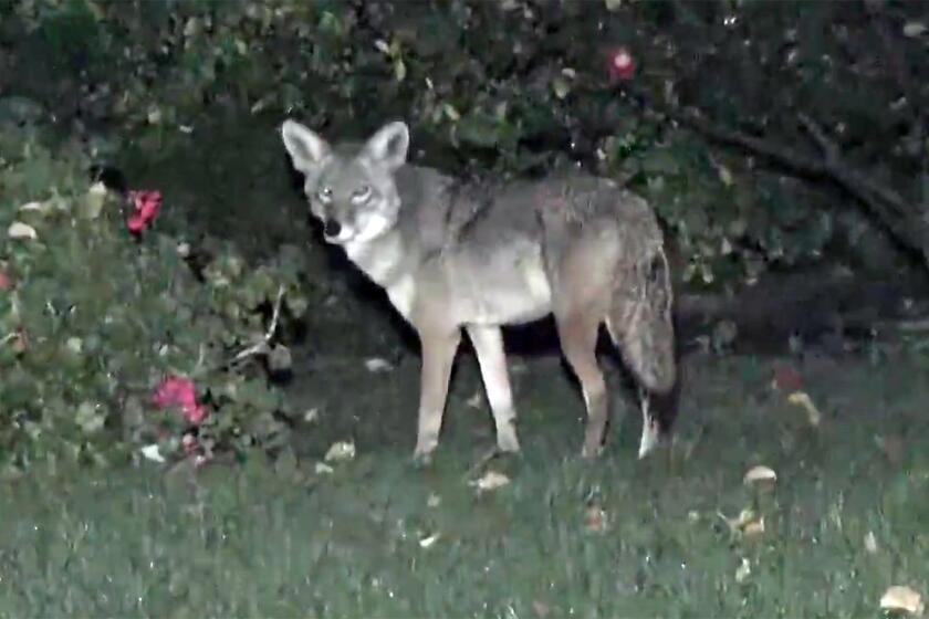 A coyote appears at the same Woodland Hills home Friday night where a toddler was attacked by a coyote earlier in the day.