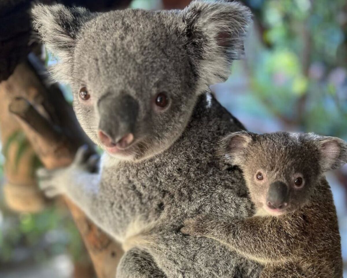 Baby koala is out of the pouch; L.A. Zoo welcomes new joey - Los ...