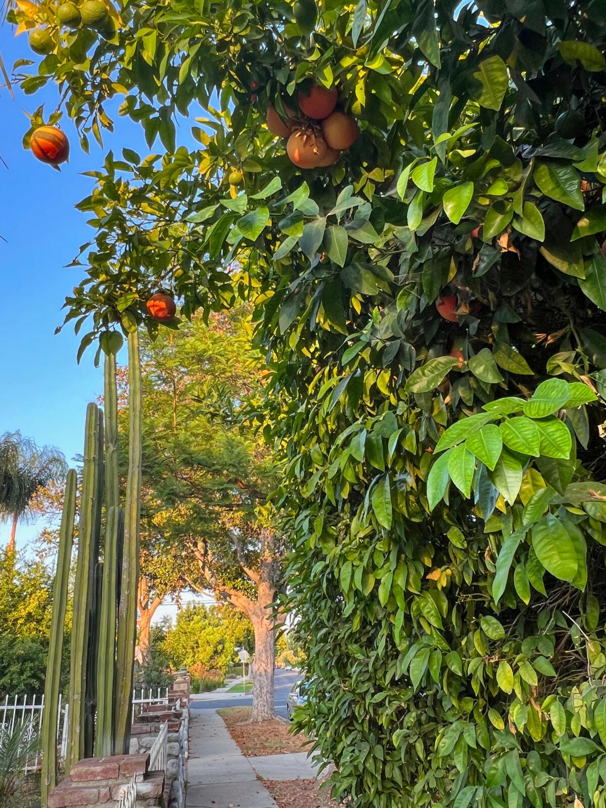 Grapefruits in a tree hang over a sidewalk.