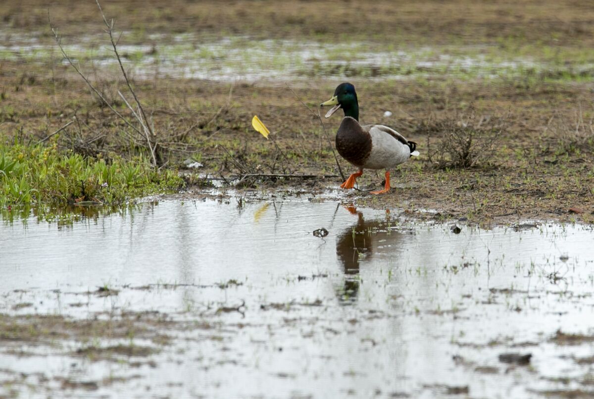A mallard duck enters the water Wednesday at the vernal pools in Fairview Park, teeming with life after recent rainfall.