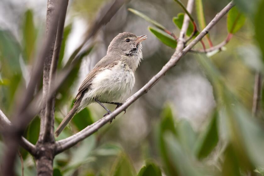 A least Bell's vireo, a small, mostly gray songbird, in Rio de Los Angeles State Park.