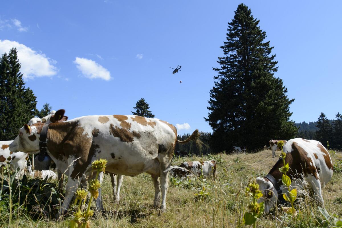 Un helicóptero del ejército suizo entrega agua desde una reserva en la región de Marchairuz, Suiza, el martes 21 de julio de 2015. Las vacas que sufren los rigores del sofocante verano helvético reciben ayuda de un aliado inesperado: el ejército suizo.