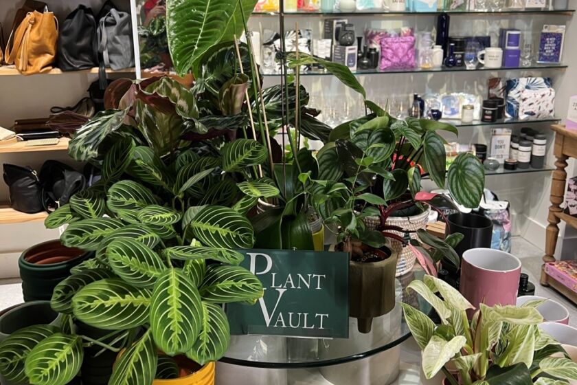 Plant Vault wares on display at Sedera.