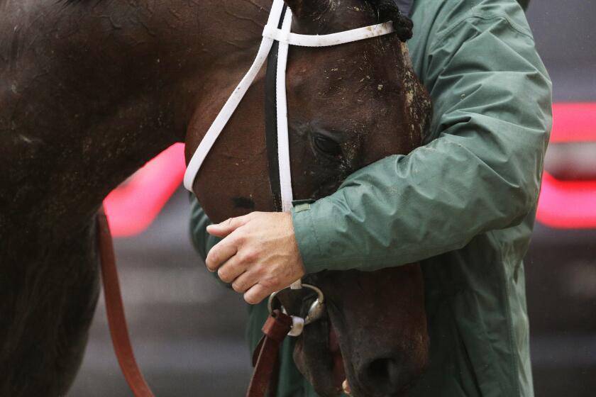 FILE - Uncle Lino is comforted after an injury during the 141st Preakness Stakes horse race at Pimlico Race Course, Saturday, May 21, 2016, in Baltimore. (AP Photo/Patrick Semansky)