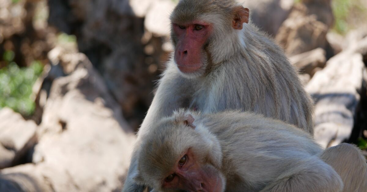 Scientists studying rhesus monkeys find surprising benefits to same-sex relationships Scientists studying rhesus monkeys find surprising benefits to same-sex relationships