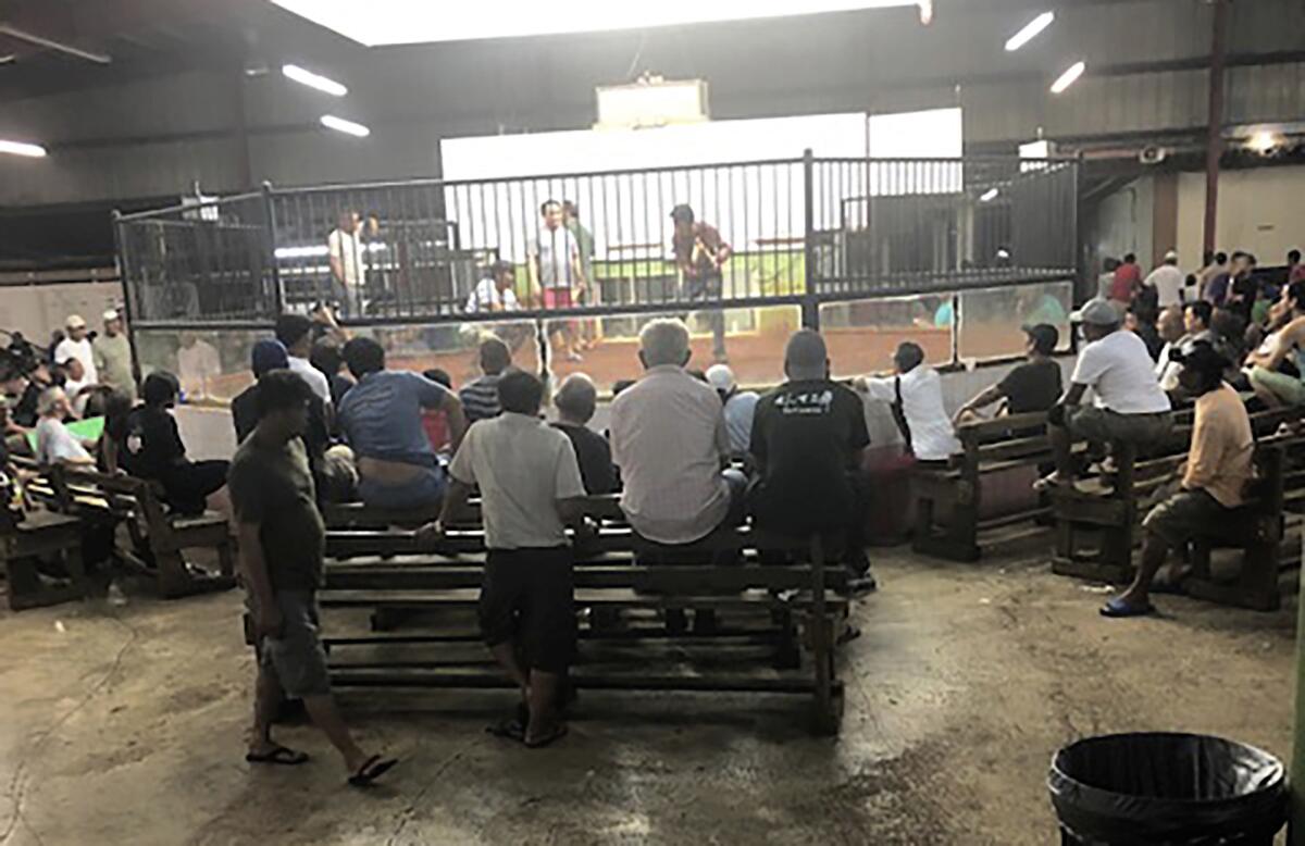 Numerosas personas observan peleas de gallos en Dededo, Guam.
