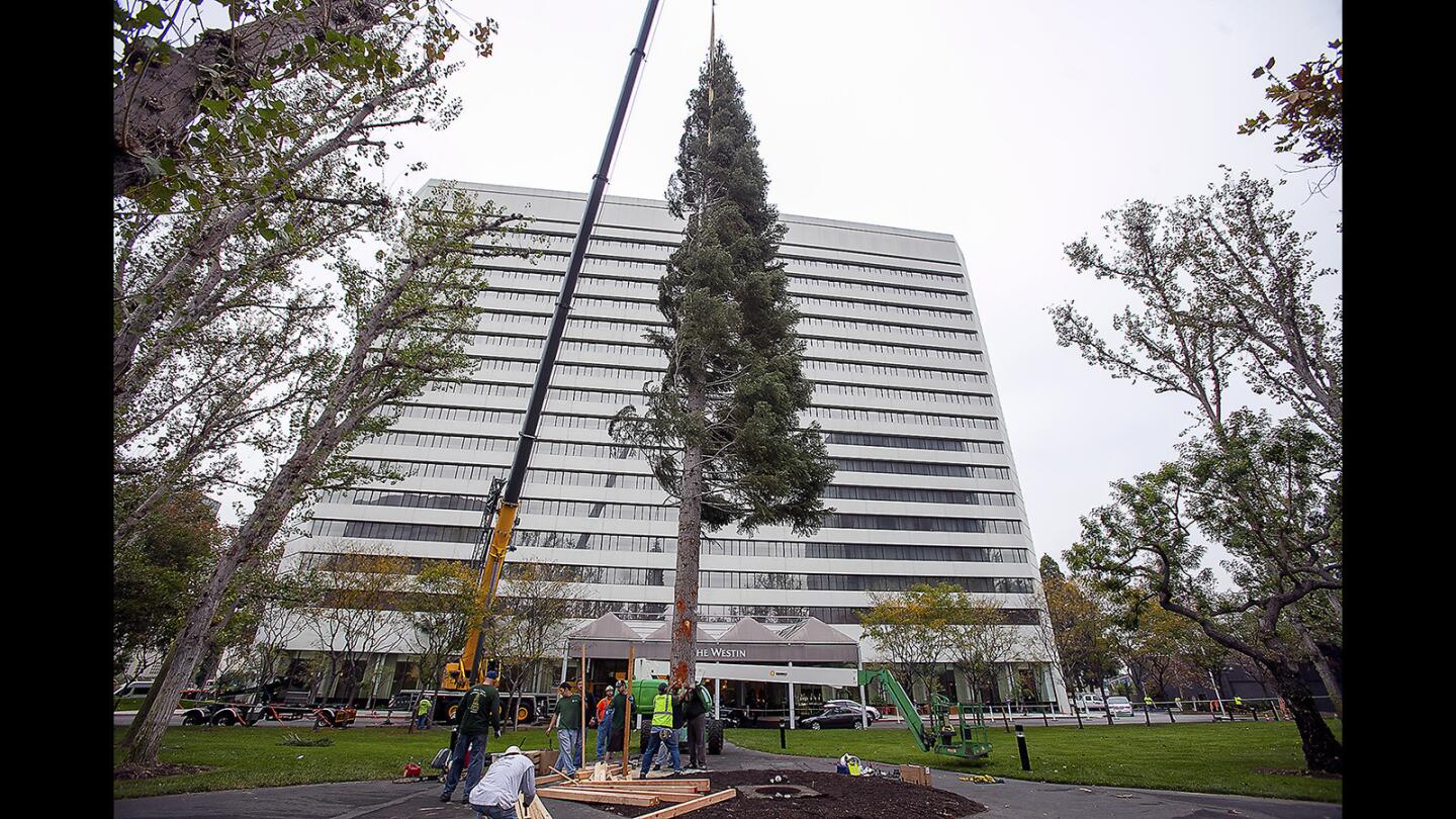 A 200-ton crane positions a 96-foot white fir tree from Mount Shasta into place Tuesday morning at Town Center Park near the Westin South Coast Plaza hotel across from the South Coast Plaza mall in Costa Mesa. The tree will be decorated with 100,000 LED lights for the holidays.
