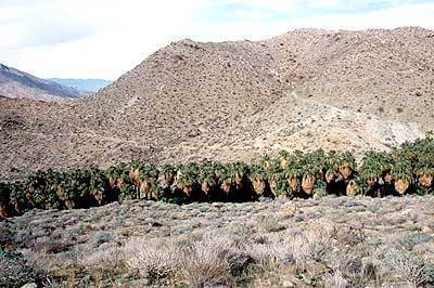 The Palm Canyon trail near Palm Springs is dotted with more than 2,500 palms, owned by the Agua Caliente Band of Cahuilla Indians, and open to day hikers, who pay $6 each for adults.