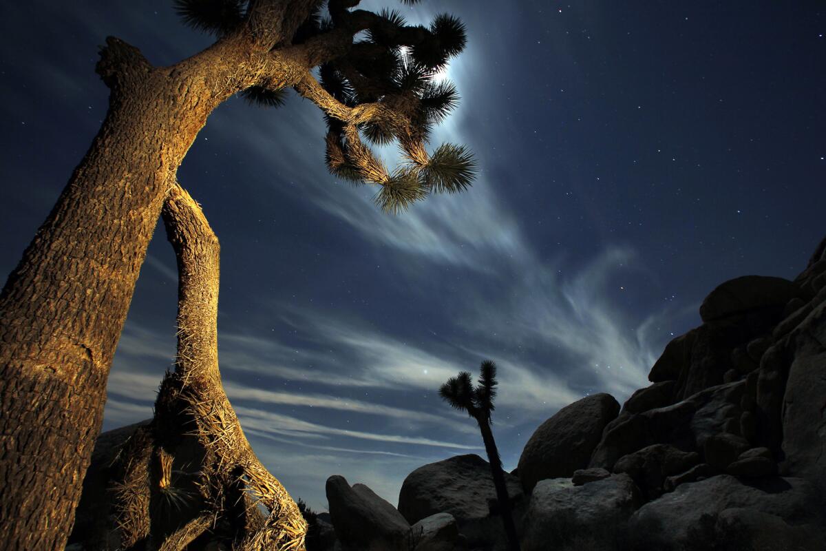 A bright moon illuminates the sky above the desert in Joshua Tree National Park.