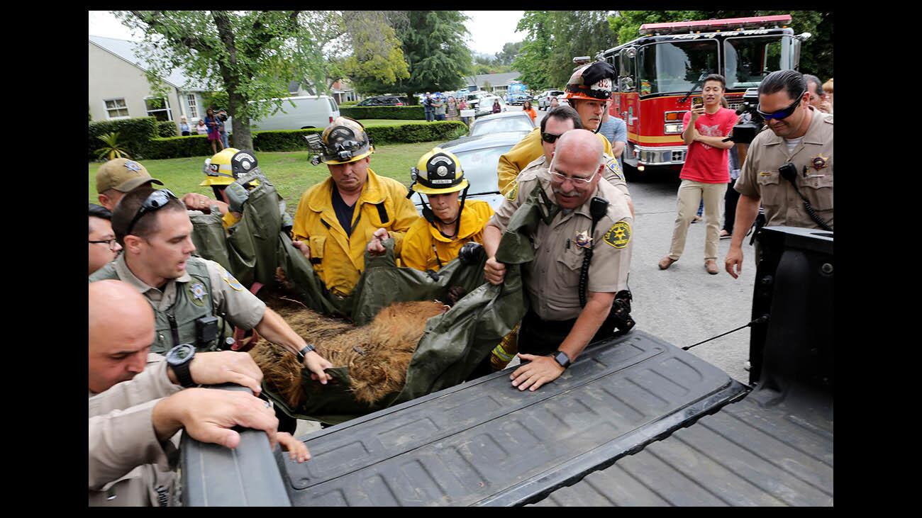 Photo Gallery: Young black bear causes stir in local neighborhood