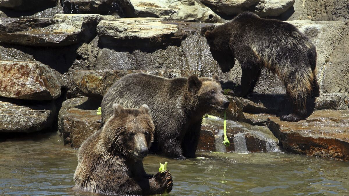 Grizzly and brown bears at the Oakland Zoo.
