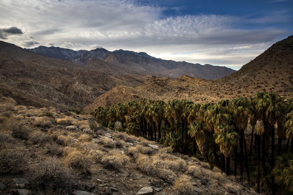 A view from the Palm Canyon Trail at Indian Canyons.