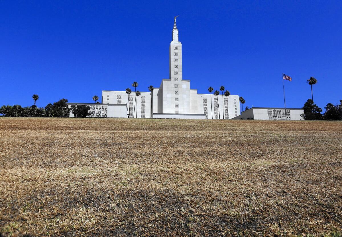 The once-green grass in front of the Mormon Temple on Santa Monica Boulevard in West L.A. has become parched since the church stopped watering it about a month ago because of the drought.