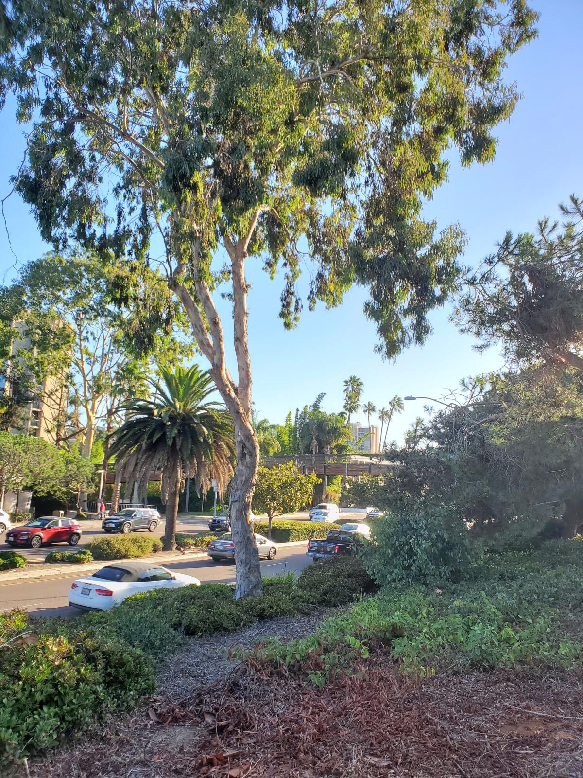 A eucalyptus tree was removed from this location along Torrey Pines Road, leaving one eucalyptus onsite.
