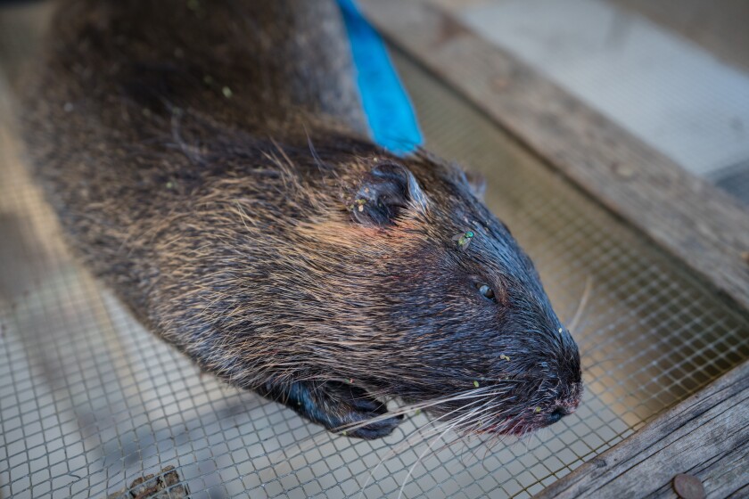 A dead female nutria captured in the wetlands near Los Banos.