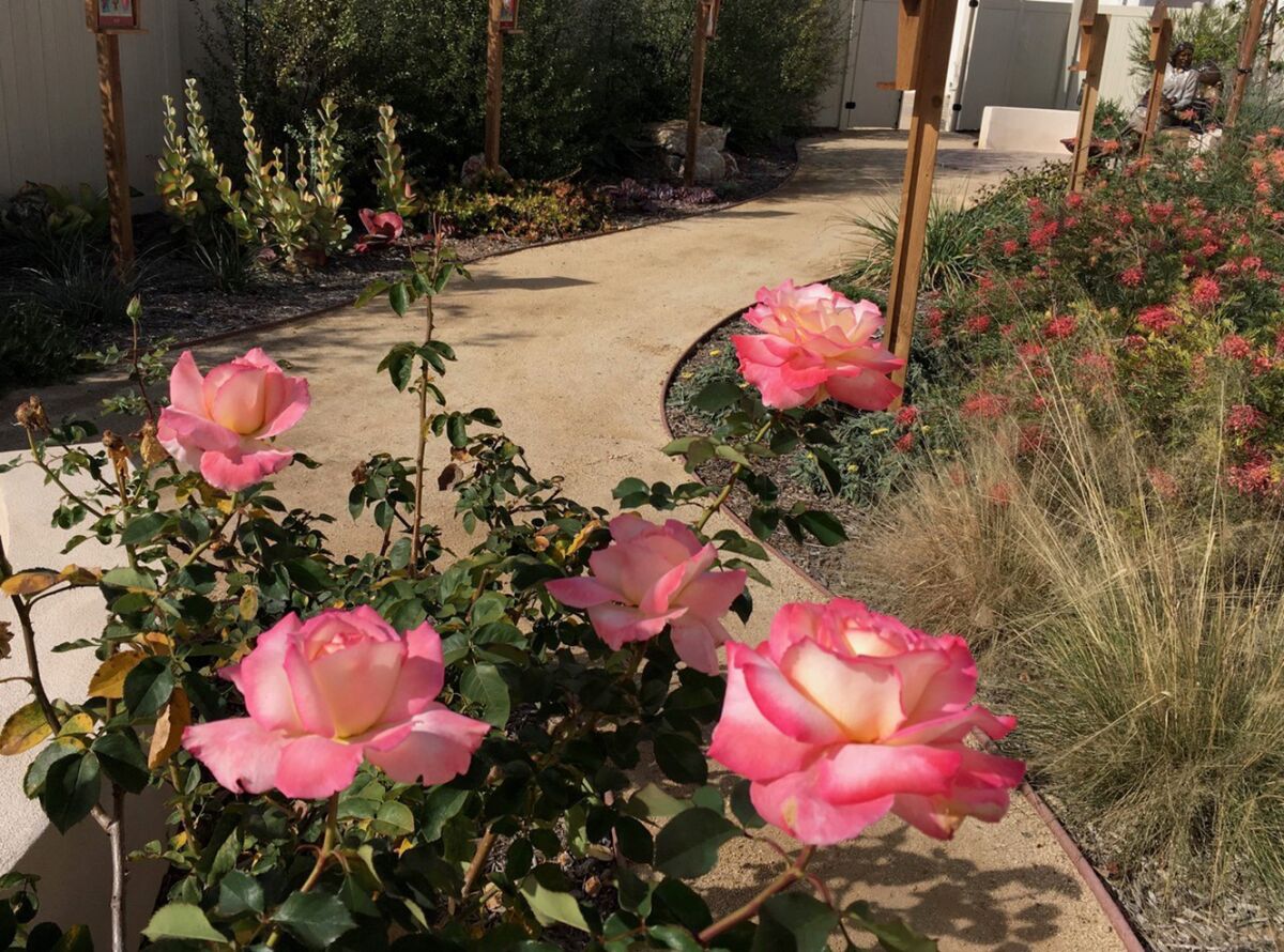 Hybrid tea roses, ‘Secret,’ shown in the prayer garden at Sacred Heart Catholic Church in Coronado before being pruned.