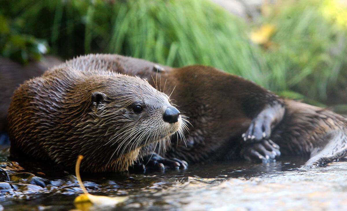 Efforts in Illinois to preserve the river otter, once an endangered animal in the state, have been so successful that officials will allow it to be trapped this season for the first time in 83 years.
