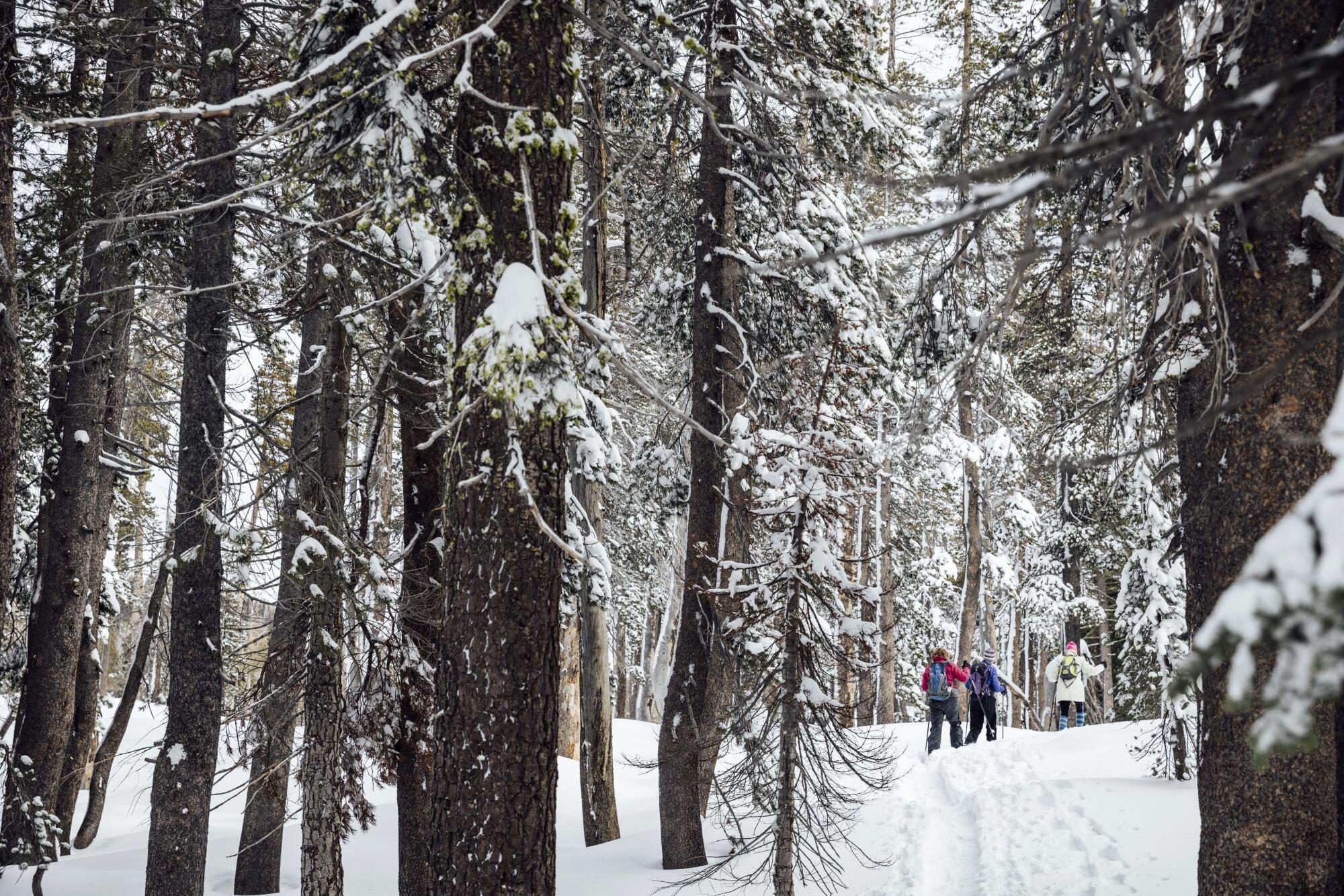 People snowshoe along the Pacific Crest Trail at Donner Summit California State Snopark in Soda Springs on Jan. 12.